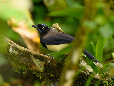 Black-chested Jay, Santa Marta, Colombia Obnoxious bird that kept chasing away our target birds :) Black-chested jay,Colombia,Colombia 2024,Cyanocorax affinis,Fall,Geotagged,Santa Marta,Sierra Nevada de Santa Marta,South America,World