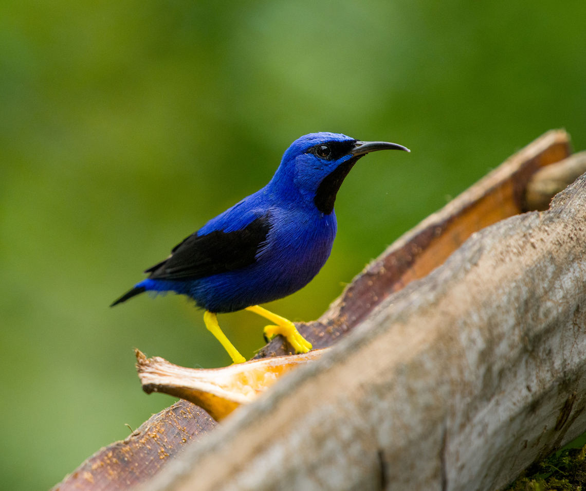 Purple Honeycreeper, Santa Marta, Colombia At a feeder. Colombia,Colombia 2024,Cyanerpes caeruleus,Fall,Geotagged,Purple honeycreeper,Santa Marta,Sierra Nevada de Santa Marta,South America,World