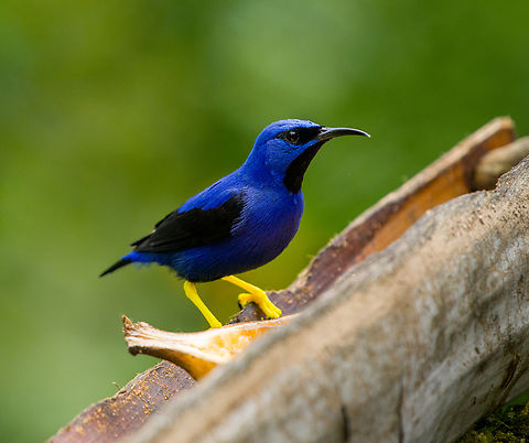 Purple Honeycreeper, Santa Marta, Colombia At a feeder. Colombia,Colombia 2024,Cyanerpes caeruleus,Fall,Geotagged,Purple honeycreeper,Santa Marta,Sierra Nevada de Santa Marta,South America,World