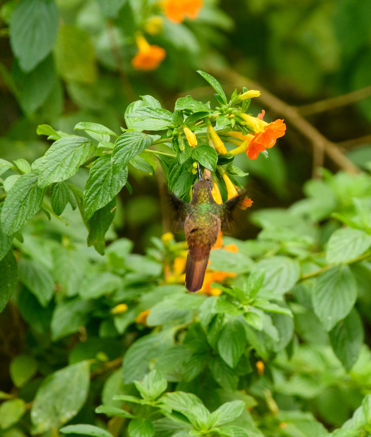 Santa Marta Blossomcrown, Santa Marta, Colombia An extremely local hummingbird. The backside is all we managed to capture as its feeding action is absurdly fast. Anthocephala floriceps,Colombia,Colombia 2024,Fall,Geotagged,Santa Marta,Santa Marta blossomcrown,Sierra Nevada de Santa Marta,South America,World