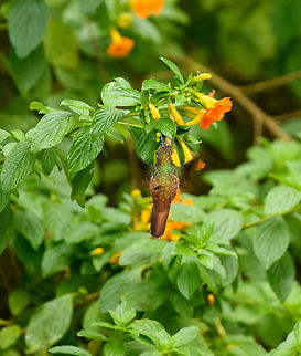Santa Marta Blossomcrown, Santa Marta, Colombia An extremely local hummingbird. The backside is all we managed to capture as its feeding action is absurdly fast. Anthocephala floriceps,Colombia,Colombia 2024,Fall,Geotagged,Santa Marta,Santa Marta blossomcrown,Sierra Nevada de Santa Marta,South America,World