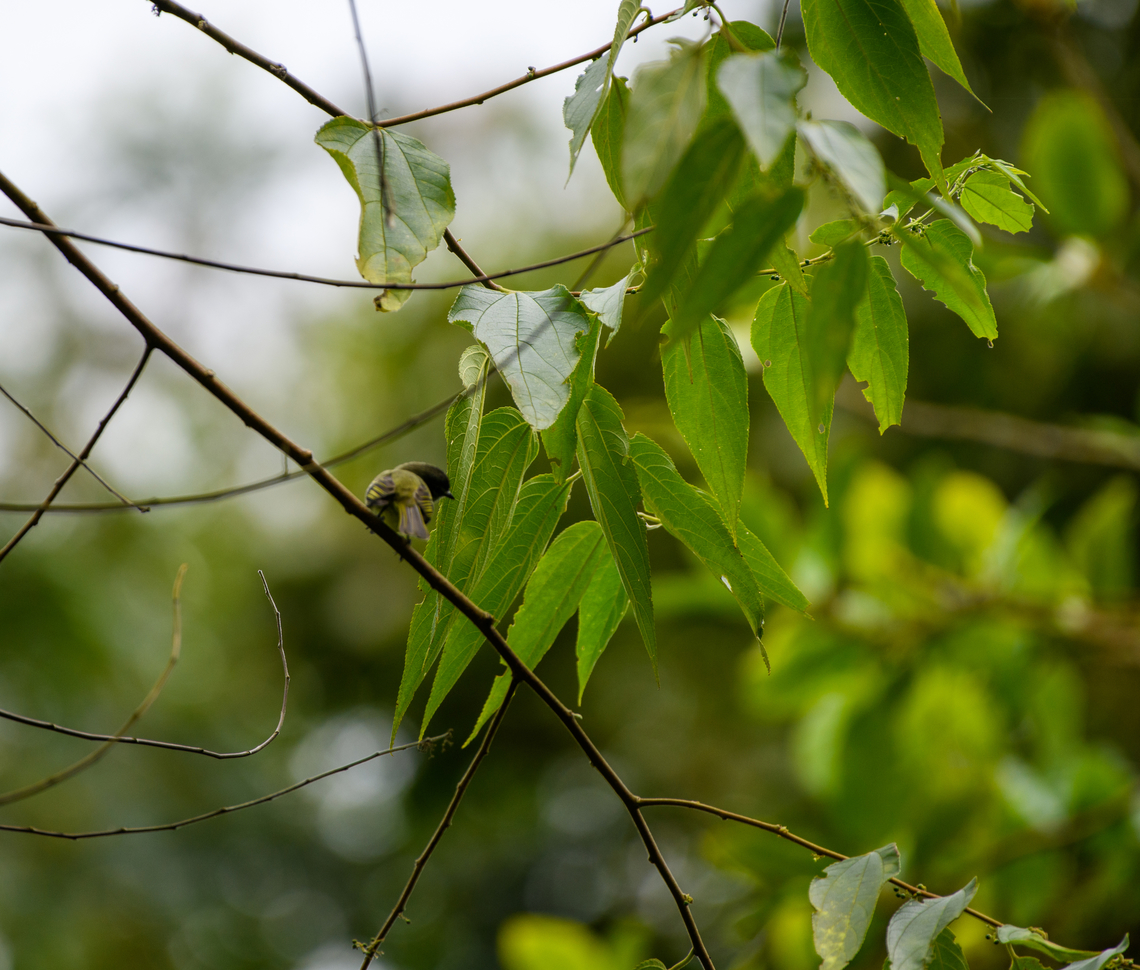 Spectacled Tyrannulet, Santa Marta, Colombia Bit out of focus, sorry. Colombia,Colombia 2024,Fall,Geotagged,Santa Marta,Sierra Nevada de Santa Marta,South America,World,Zimmerius improbus