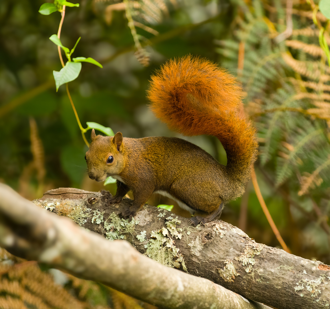 Sciurus granatensis, Santa Marta, Colombia  Colombia,Colombia 2024,Fall,Geotagged,Red-tailed squirrel,Santa Marta,Sciurus granatensis,Sierra Nevada de Santa Marta,South America,World