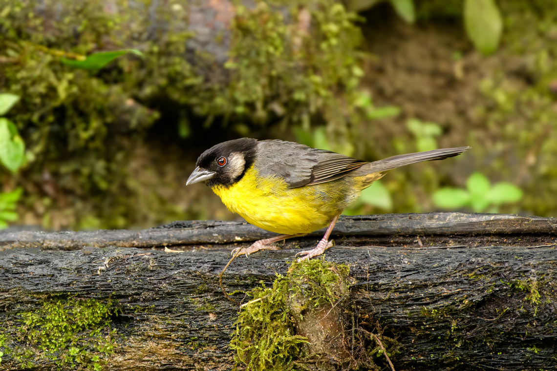 Santa Marta Brushfinch #2, Santa Marta, Colombia Near a feeder. Atlapetes melanocephalus,Colombia,Colombia 2024,Fall,Geotagged,Santa Marta,Santa Marta Brushfinch,Sierra Nevada de Santa Marta,South America,World