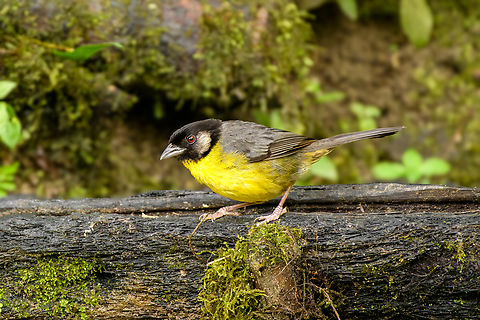 Santa Marta Brushfinch #2, Santa Marta, Colombia Near a feeder. Atlapetes melanocephalus,Colombia,Colombia 2024,Fall,Geotagged,Santa Marta,Santa Marta Brushfinch,Sierra Nevada de Santa Marta,South America,World