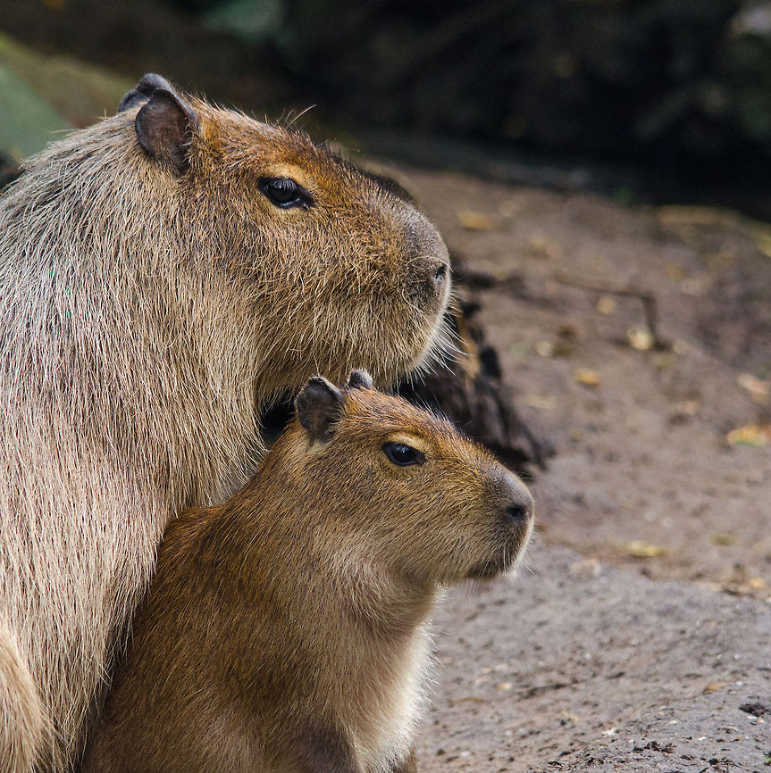 Capybara protecting young, Epe Zoo  Capybara,Epe,Europe,Geotagged,Hydrochoerus hydrochaeris,Netherlands,The Netherlands,Wissel