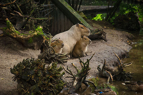 Capybara family of three, Epe Zoo  Capybara,Europe,Hydrochoerus hydrochaeris,Netherlands,Wissel