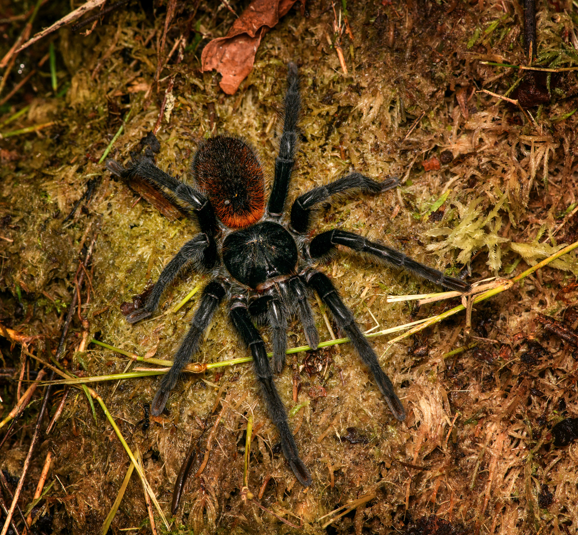 Kankuamo marquezi - on moss, Santa Marta, Colombia Another photo of this endemic but locally common species. Colombia,Colombia 2024,Fall,Geotagged,Kankuamo marquezi,Santa Marta,Sierra Nevada de Santa Marta,South America,World