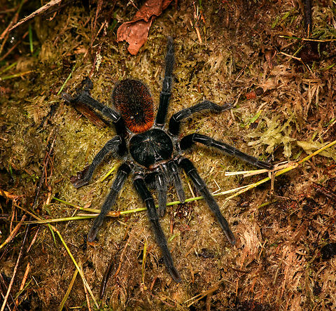 Kankuamo marquezi - on moss, Santa Marta, Colombia Another photo of this endemic but locally common species. Colombia,Colombia 2024,Fall,Geotagged,Kankuamo marquezi,Santa Marta,Sierra Nevada de Santa Marta,South America,World