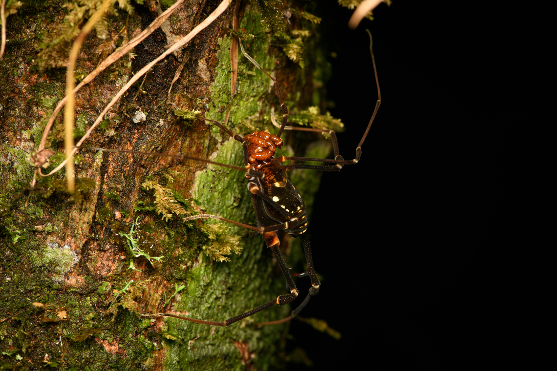 Cranaidae, Santa Marta, Colombia  Colombia,Colombia 2024,Fall,Geotagged,Santa Marta,Sierra Nevada de Santa Marta,South America,World