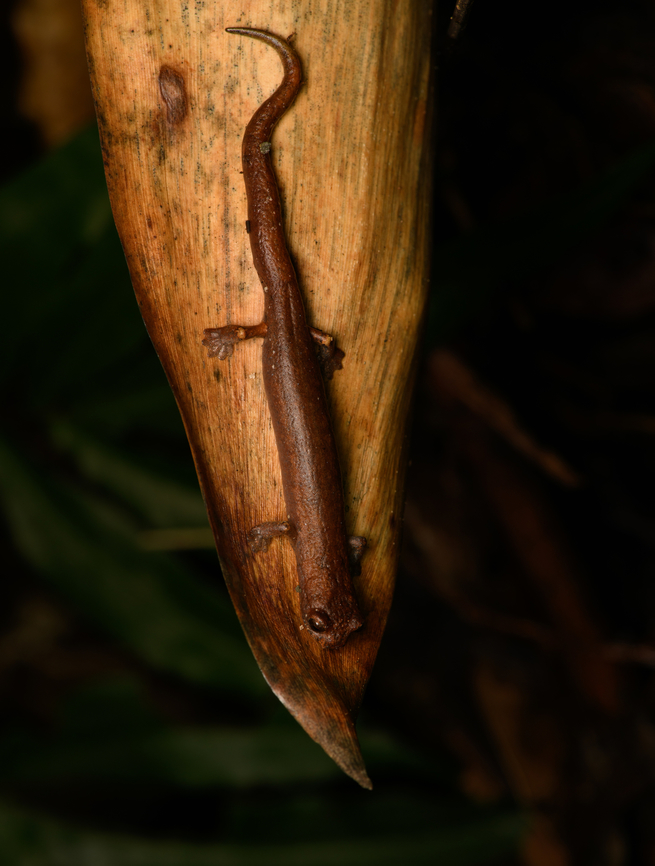 Bolitoglossa savagei #2, Santa Marta, Colombia Second individual we found of this locally endemic species. Bolitoglossa savagei,Colombia,Colombia 2024,Fall,Geotagged,Santa Marta,Savage's Mushroomtongue Salamander,Sierra Nevada de Santa Marta,South America,World