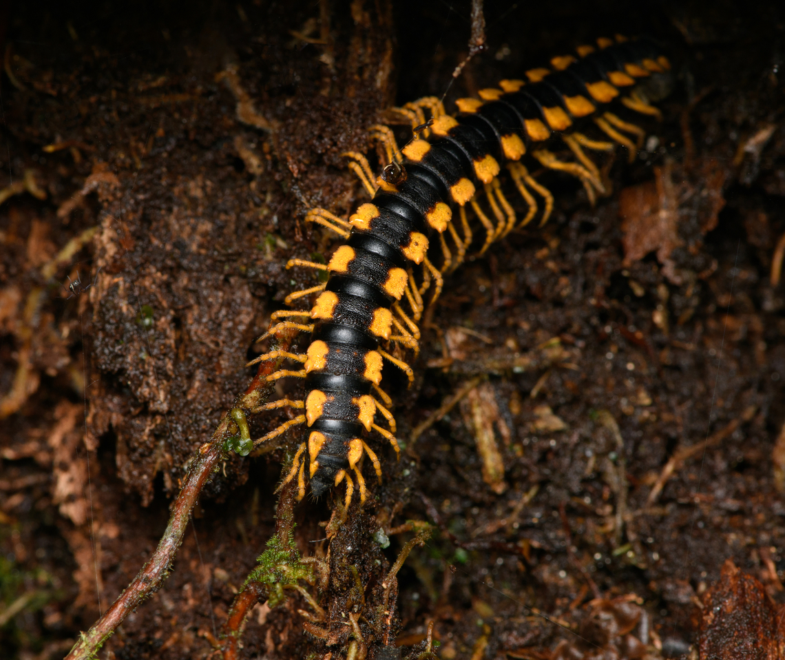 Chelodesminae, Santa Marta, Colombia Flat-backed millipede. Colombia,Colombia 2024,Fall,Geotagged,Santa Marta,Sierra Nevada de Santa Marta,South America,World