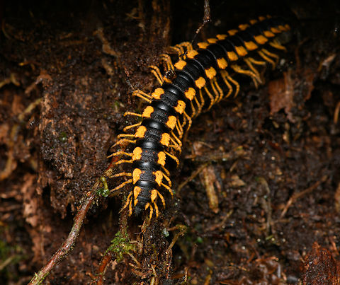 Chelodesminae, Santa Marta, Colombia Flat-backed millipede. Colombia,Colombia 2024,Fall,Geotagged,Santa Marta,Sierra Nevada de Santa Marta,South America,World
