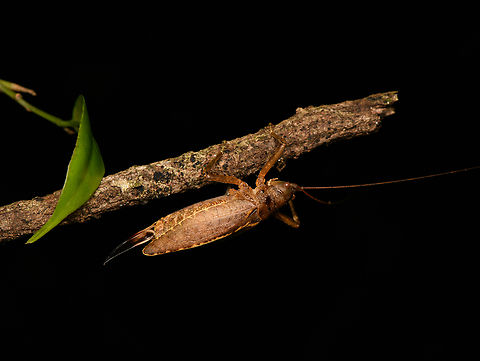 katydid, Santa Marta, Colombia Possibly in the Cocconotus genus. Colombia,Colombia 2024,Fall,Geotagged,Santa Marta,Sierra Nevada de Santa Marta,South America,World
