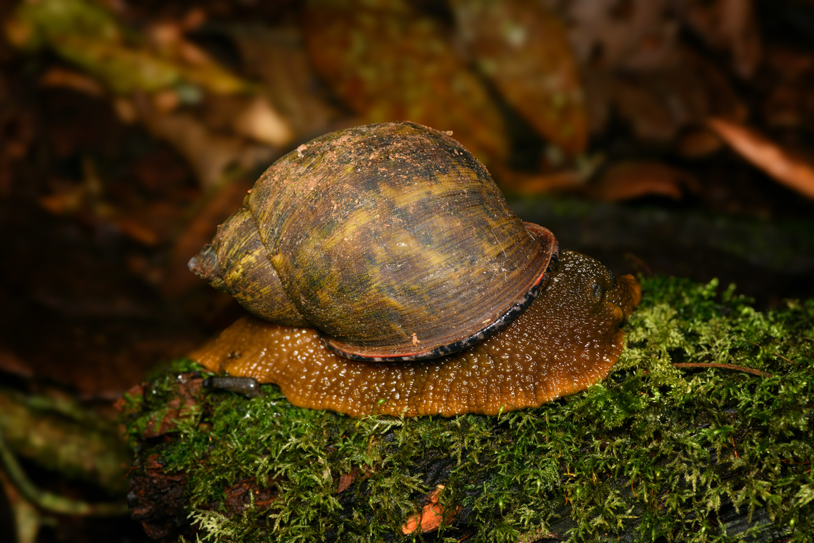 Plekocheilus coloratus, Santa Marta, Colombia Locally endemic, huge in size. Colombia,Colombia 2024,Fall,Geotagged,Plekocheilus coloratus,Santa Marta,Sierra Nevada de Santa Marta,South America,World
