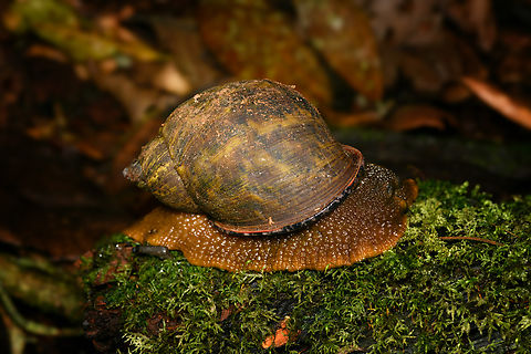 Plekocheilus coloratus, Santa Marta, Colombia Locally endemic, huge in size. Colombia,Colombia 2024,Fall,Geotagged,Plekocheilus coloratus,Santa Marta,Sierra Nevada de Santa Marta,South America,World