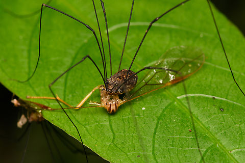 Harvestman feeding, Santa Marta, Colombia  Colombia,Colombia 2024,Fall,Geotagged,Santa Marta,Sierra Nevada de Santa Marta,South America,World
