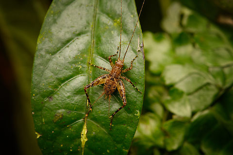 Juvenile katydid #2, Santa Marta, Colombia  Colombia,Colombia 2024,Fall,Geotagged,Santa Marta,Sierra Nevada de Santa Marta,South America,World