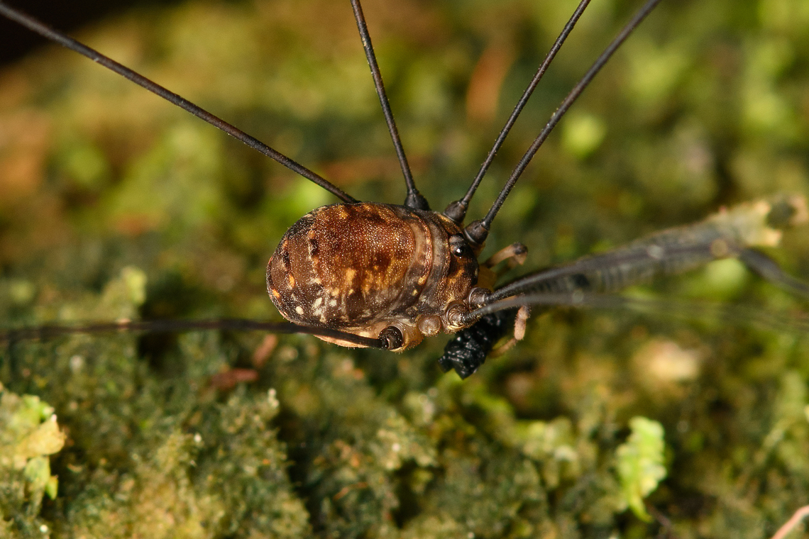 Harvestman closeup, Santa Marta, Colombia  Colombia,Colombia 2024,Fall,Geotagged,Santa Marta,Sierra Nevada de Santa Marta,South America,World