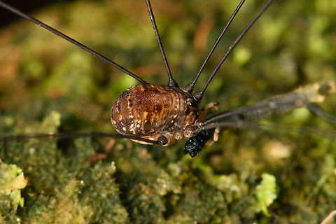 Harvestman closeup, Santa Marta, Colombia  Colombia,Colombia 2024,Fall,Geotagged,Santa Marta,Sierra Nevada de Santa Marta,South America,World