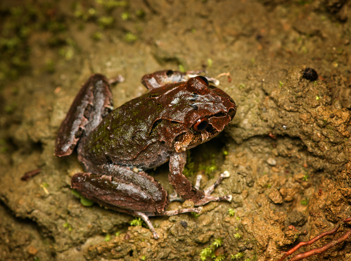 Serranobatrachus insignitus, Santa Marta, Colombia  Colombia,Colombia 2024,Fall,Geotagged,Santa Marta,Serranobatrachus insignitus,Sierra Nevada de Santa Marta,South America,World