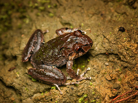 Serranobatrachus insignitus, Santa Marta, Colombia  Colombia,Colombia 2024,Fall,Geotagged,Santa Marta,Serranobatrachus insignitus,Sierra Nevada de Santa Marta,South America,World