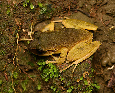 Serranobatrachus sanctaemartae #2, Santa Marta, Colombia  Colombia,Colombia 2024,Fall,Geotagged,Santa Marta,Serranobatrachus sanctaemartae,Sierra Nevada de Santa Marta,South America,World