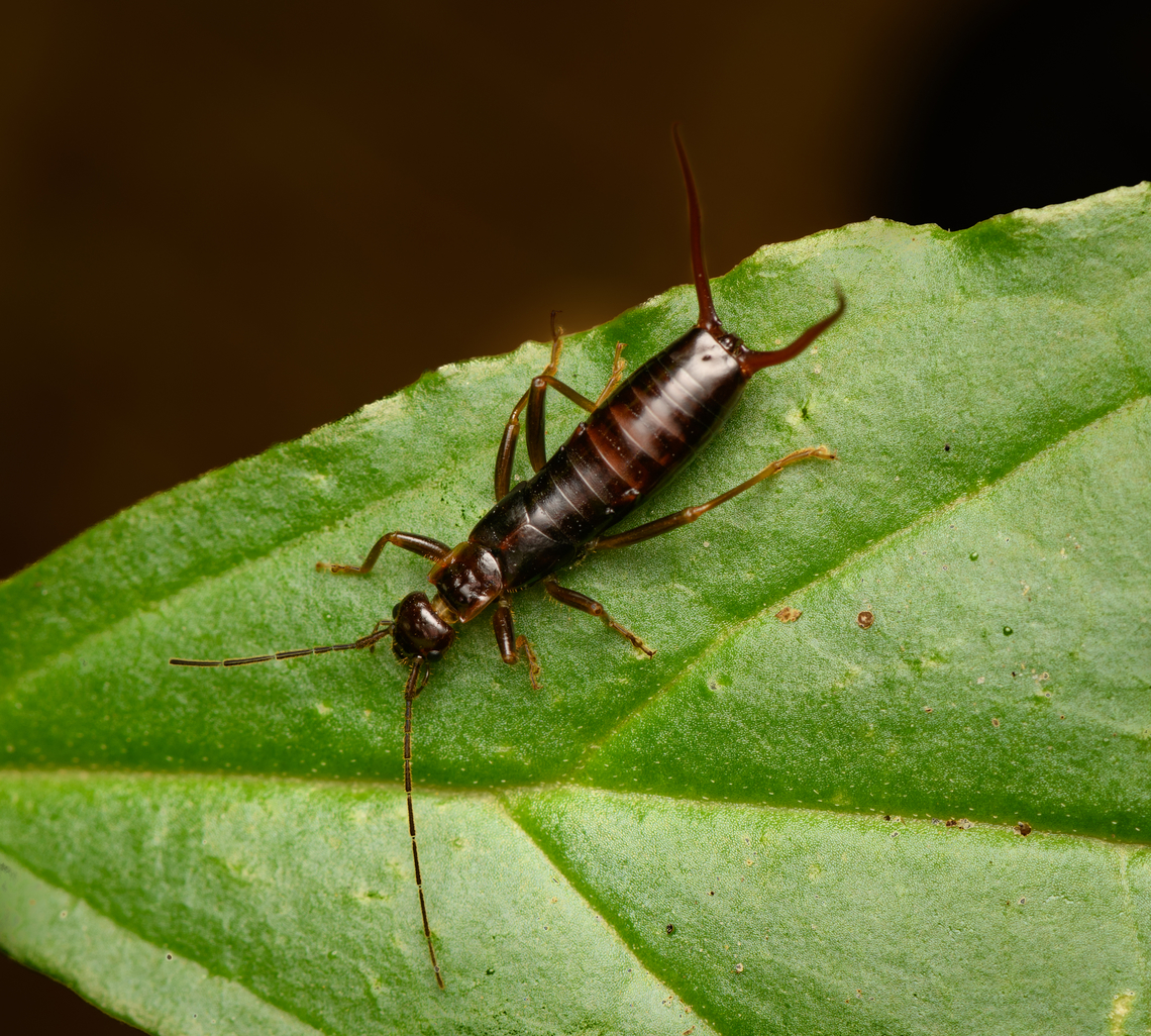 Neolobophora bogotensis, Santa Marta, Colombia  Colombia,Colombia 2024,Fall,Geotagged,Neolobophora bogotensis,Santa Marta,Sierra Nevada de Santa Marta,South America,World