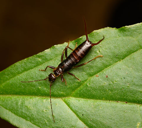 Neolobophora bogotensis, Santa Marta, Colombia  Colombia,Colombia 2024,Fall,Geotagged,Neolobophora bogotensis,Santa Marta,Sierra Nevada de Santa Marta,South America,World