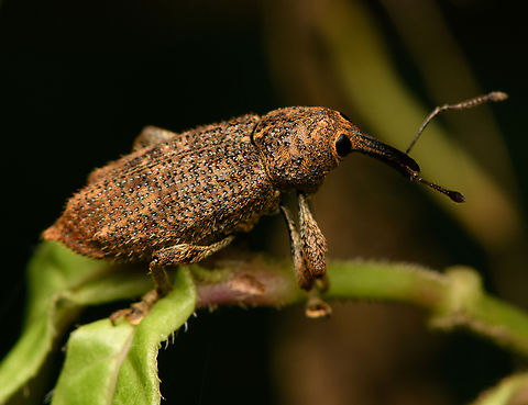 Snout weevil, Santa Marta, Colombia  Colombia,Colombia 2024,Fall,Geotagged,Santa Marta,Sierra Nevada de Santa Marta,South America,World