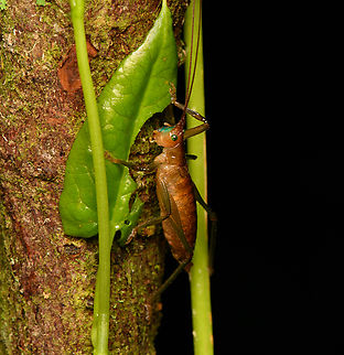 Diplopygia bicaudata, Santa Marta, Colombia Tentative ID. Colombia,Colombia 2024,Diplopygia bicaudata,Fall,Geotagged,Santa Marta,Sierra Nevada de Santa Marta,South America,World