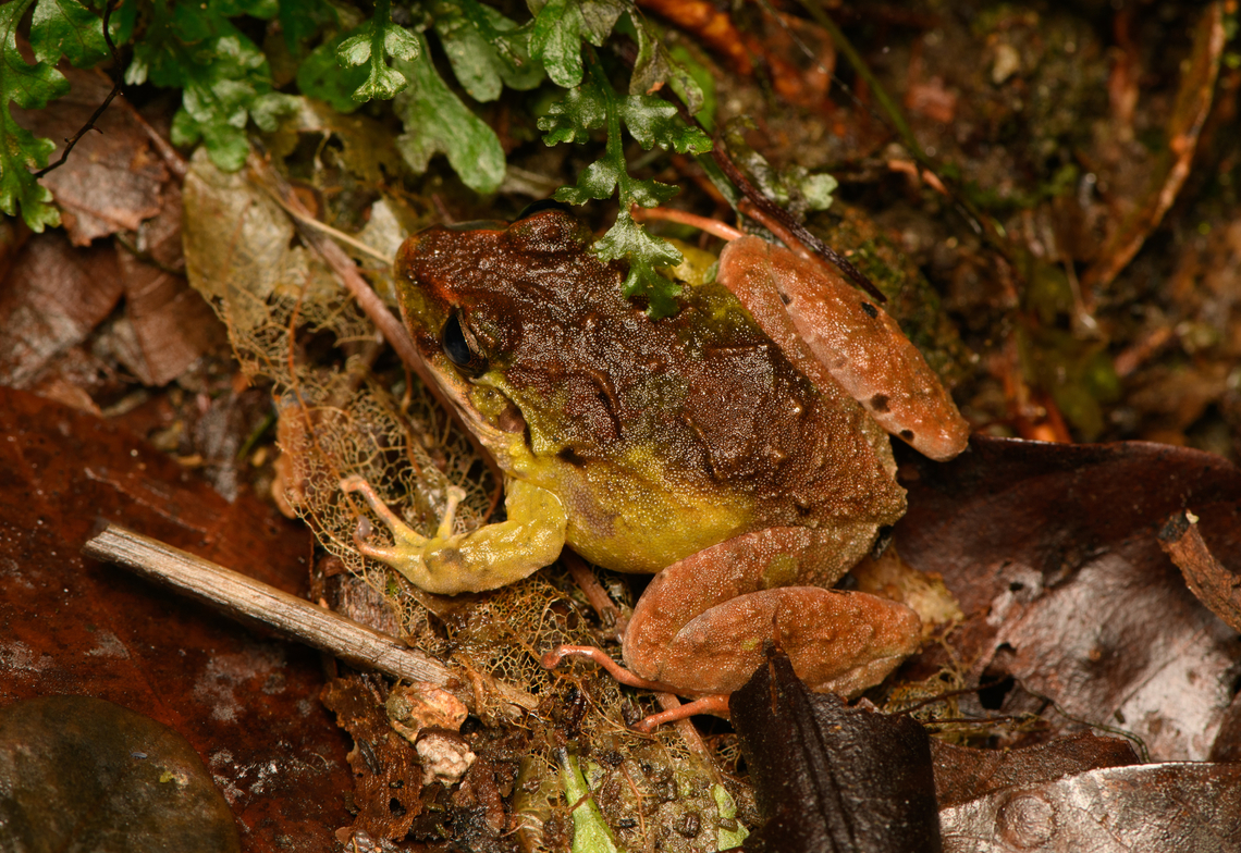 Serranobatrachus megalops #6, Santa Marta, Colombia  Colombia,Colombia 2024,Fall,Geotagged,Santa Marta,Serranobatrachus megalops,Sierra Nevada de Santa Marta,South America,World