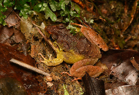 Serranobatrachus megalops #6, Santa Marta, Colombia  Colombia,Colombia 2024,Fall,Geotagged,Santa Marta,Serranobatrachus megalops,Sierra Nevada de Santa Marta,South America,World
