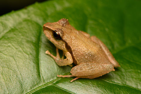 Serranobatrachus sanctaemartae #3, Santa Marta, Colombia  Colombia,Colombia 2024,Fall,Geotagged,Santa Marta,Serranobatrachus sanctaemartae,Sierra Nevada de Santa Marta,South America,World