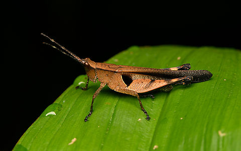 Xiphiola cyanoptera, La Isla Escondida, Colombia Starting the set of the 2nd location of our 2024 Colombia trip: La Isla Escondida. Colombia,Colombia 2024,Fall,Geotagged,La Isla Escondida,South America,World,Xiphiola cyanoptera