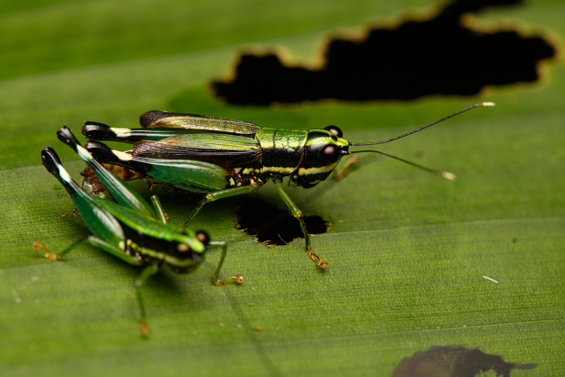 Nadiacris metallica, La Isla Escondida, Colombia  Colombia,Colombia 2024,Fall,Geotagged,La Isla Escondida,Nadiacris metallica,South America,World