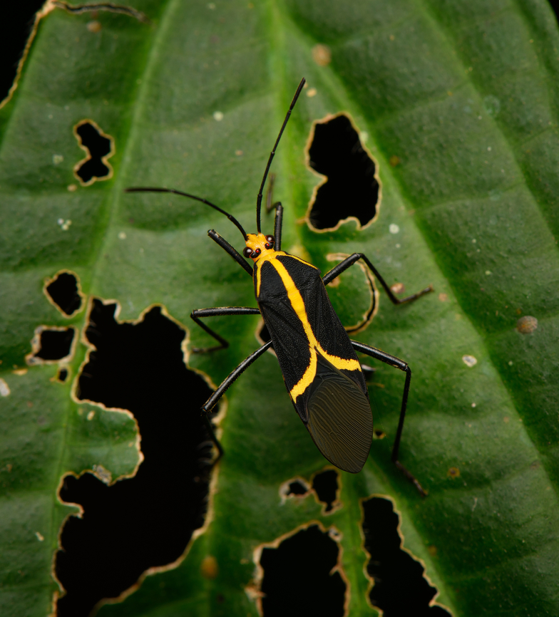 Hypselonotus linea, La Isla Escondida, Colombia  Colombia,Colombia 2024,Fall,Geotagged,Hypselonotus linea,Hypselonotus lineatus,La Isla Escondida,South America,World
