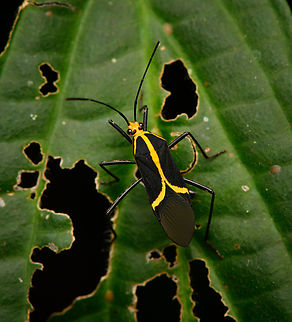 Hypselonotus linea, La Isla Escondida, Colombia  Colombia,Colombia 2024,Fall,Geotagged,Hypselonotus linea,Hypselonotus lineatus,La Isla Escondida,South America,World