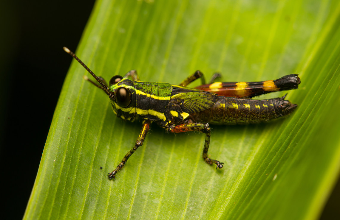 Tetrataenia surinama, La Isla Escondida, Colombia Missing one hind leg it seems. Colombia,Colombia 2024,Fall,Geotagged,La Isla Escondida,South America,Tetrataenia surinama,World