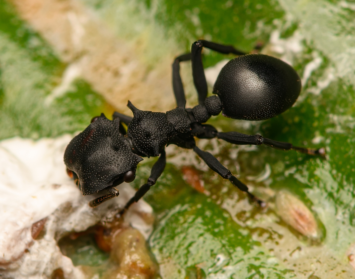 Cephalotes atratus feeding on bird dung (crop), La Isla Escondida, Colombia <figure class="photo"><a href="https://www.jungledragon.com/image/165967/cephalotes_atratus_feeding_on_bird_dung_la_isla_escondida_colombia.html" title="Cephalotes atratus feeding on bird dung, La Isla Escondida, Colombia"><img src="https://s3.amazonaws.com/media.jungledragon.com/images/2/165967_thumb.jpg?AWSAccessKeyId=05GMT0V3GWVNE7GGM1R2&Expires=1759968010&Signature=Dco6AiC4eZmuGxuN%2FDJ59BF4gHw%3D" width="200" height="134" alt="Cephalotes atratus feeding on bird dung, La Isla Escondida, Colombia https://www.jungledragon.com/image/165966/cephalotes_atratus_feeding_on_bird_dung_crop_la_isla_escondida_colombia.html Cephalotes atratus,Colombia,Colombia 2024,Fall,Geotagged,Giant turtle ant,La Isla Escondida,South America,World" /></a></figure> Cephalotes atratus,Colombia,Colombia 2024,Fall,Geotagged,Giant turtle ant,La Isla Escondida,South America,World
