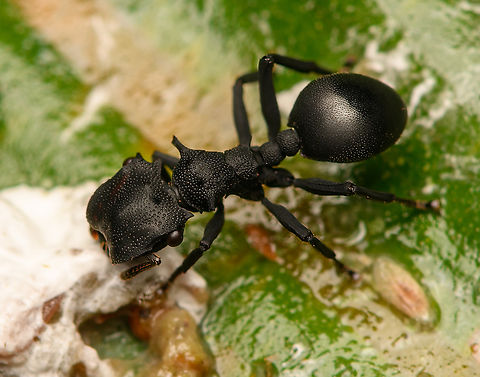 Cephalotes atratus feeding on bird dung (crop), La Isla Escondida, Colombia https://www.jungledragon.com/image/165967/cephalotes_atratus_feeding_on_bird_dung_la_isla_escondida_colombia.html Cephalotes atratus,Colombia,Colombia 2024,Fall,Geotagged,Giant turtle ant,La Isla Escondida,South America,World