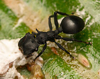 Cephalotes atratus feeding on bird dung (crop), La Isla Escondida, Colombia https://www.jungledragon.com/image/165967/cephalotes_atratus_feeding_on_bird_dung_la_isla_escondida_colombia.html Cephalotes atratus,Colombia,Colombia 2024,Fall,Geotagged,Giant turtle ant,La Isla Escondida,South America,World