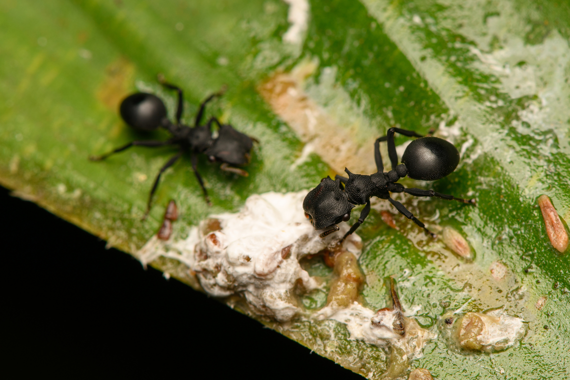 Cephalotes atratus feeding on bird dung, La Isla Escondida, Colombia <figure class="photo"><a href="https://www.jungledragon.com/image/165966/cephalotes_atratus_feeding_on_bird_dung_crop_la_isla_escondida_colombia.html" title="Cephalotes atratus feeding on bird dung (crop), La Isla Escondida, Colombia"><img src="https://s3.amazonaws.com/media.jungledragon.com/images/2/165966_thumb.jpg?AWSAccessKeyId=05GMT0V3GWVNE7GGM1R2&Expires=1769040010&Signature=UOj5MFX1oshIEx44%2BSf1mRn0a88%3D" width="200" height="158" alt="Cephalotes atratus feeding on bird dung (crop), La Isla Escondida, Colombia https://www.jungledragon.com/image/165967/cephalotes_atratus_feeding_on_bird_dung_la_isla_escondida_colombia.html Cephalotes atratus,Colombia,Colombia 2024,Fall,Geotagged,Giant turtle ant,La Isla Escondida,South America,World" /></a></figure> Cephalotes atratus,Colombia,Colombia 2024,Fall,Geotagged,Giant turtle ant,La Isla Escondida,South America,World