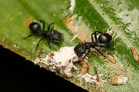 Cephalotes atratus feeding on bird dung, La Isla Escondida, Colombia https://www.jungledragon.com/image/165966/cephalotes_atratus_feeding_on_bird_dung_crop_la_isla_escondida_colombia.html Cephalotes atratus,Colombia,Colombia 2024,Fall,Geotagged,Giant turtle ant,La Isla Escondida,South America,World