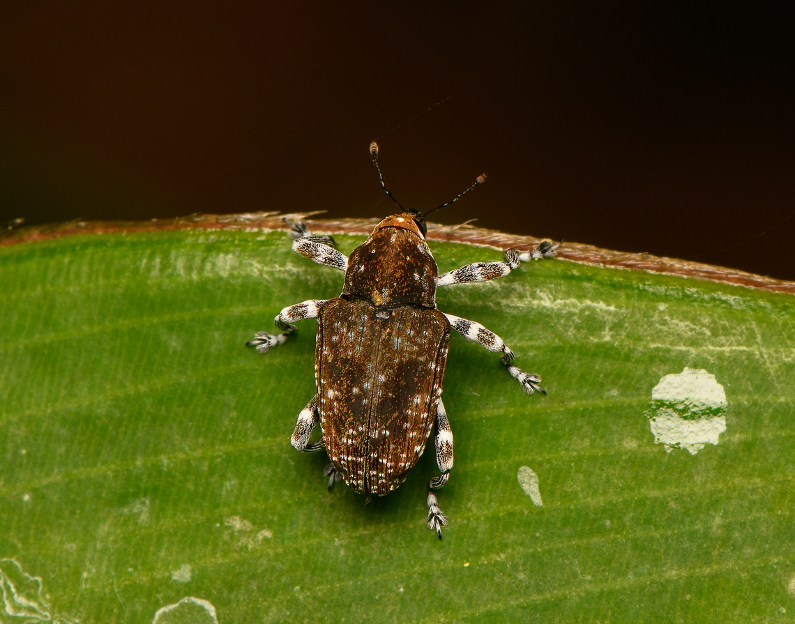 Peridinetus irroratus, La Isla Escondida, Colombia  Colombia,Colombia 2024,Fall,Geotagged,La Isla Escondida,Peridinetus irroratus,South America,World
