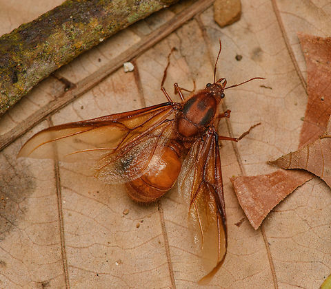 Leafcutter ant queen, La Isla Escondida, Colombia This is probably the winged queen of a species of leafcutter ant. We found it on the forest floor. Note the cut leafs next to her. Colombia,Colombia 2024,Fall,Geotagged,La Isla Escondida,South America,World