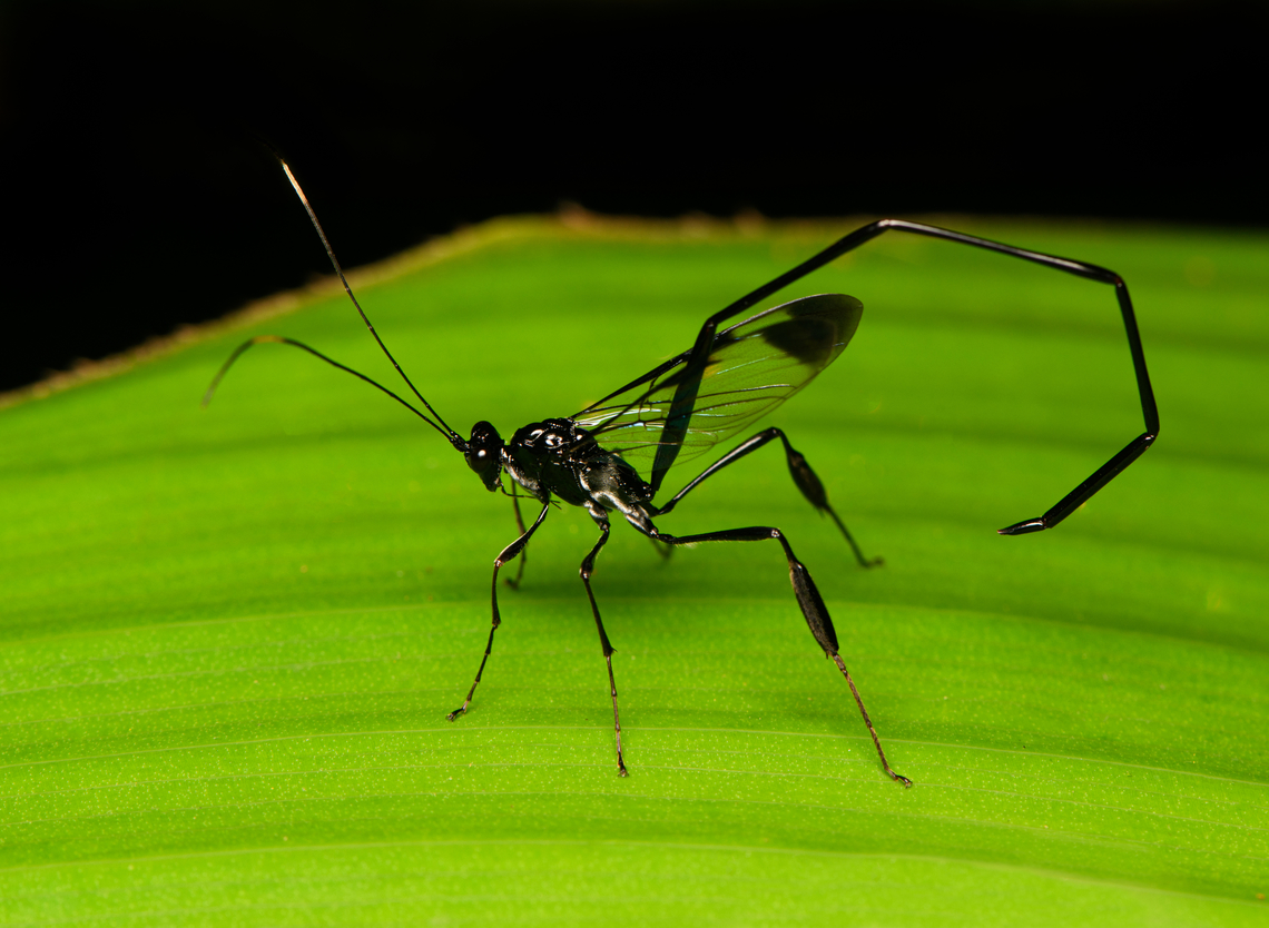 Pelecinus polyturator, La Isla Escondida, Colombia  Colombia,Colombia 2024,Fall,Geotagged,La Isla Escondida,Pelecinus polyturator,South America,World