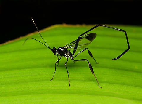Pelecinus polyturator, La Isla Escondida, Colombia  Colombia,Colombia 2024,Fall,Geotagged,La Isla Escondida,Pelecinus polyturator,South America,World