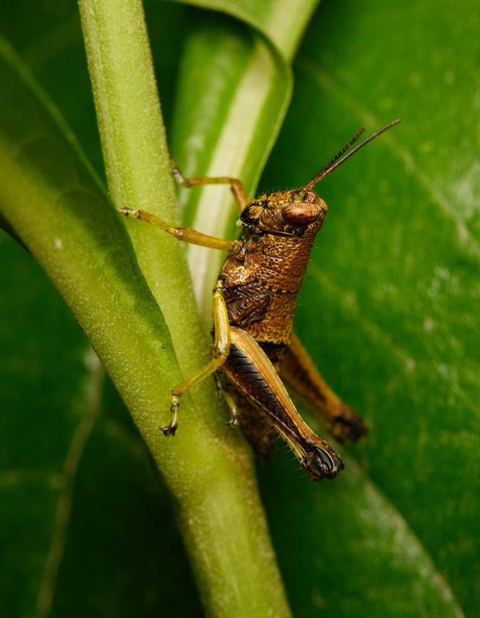 Juvenile grasshopper, La Isla Escondida, Colombia  Colombia,Colombia 2024,Fall,Geotagged,La Isla Escondida,South America,World