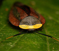 Rochaina metae - frontal, La Isla Escondida, Colombia https://www.jungledragon.com/image/165973/rochaina_metae_la_isla_escondida_colombia.html Colombia,Colombia 2024,Fall,Geotagged,La Isla Escondida,Rochaina metae,South America,World